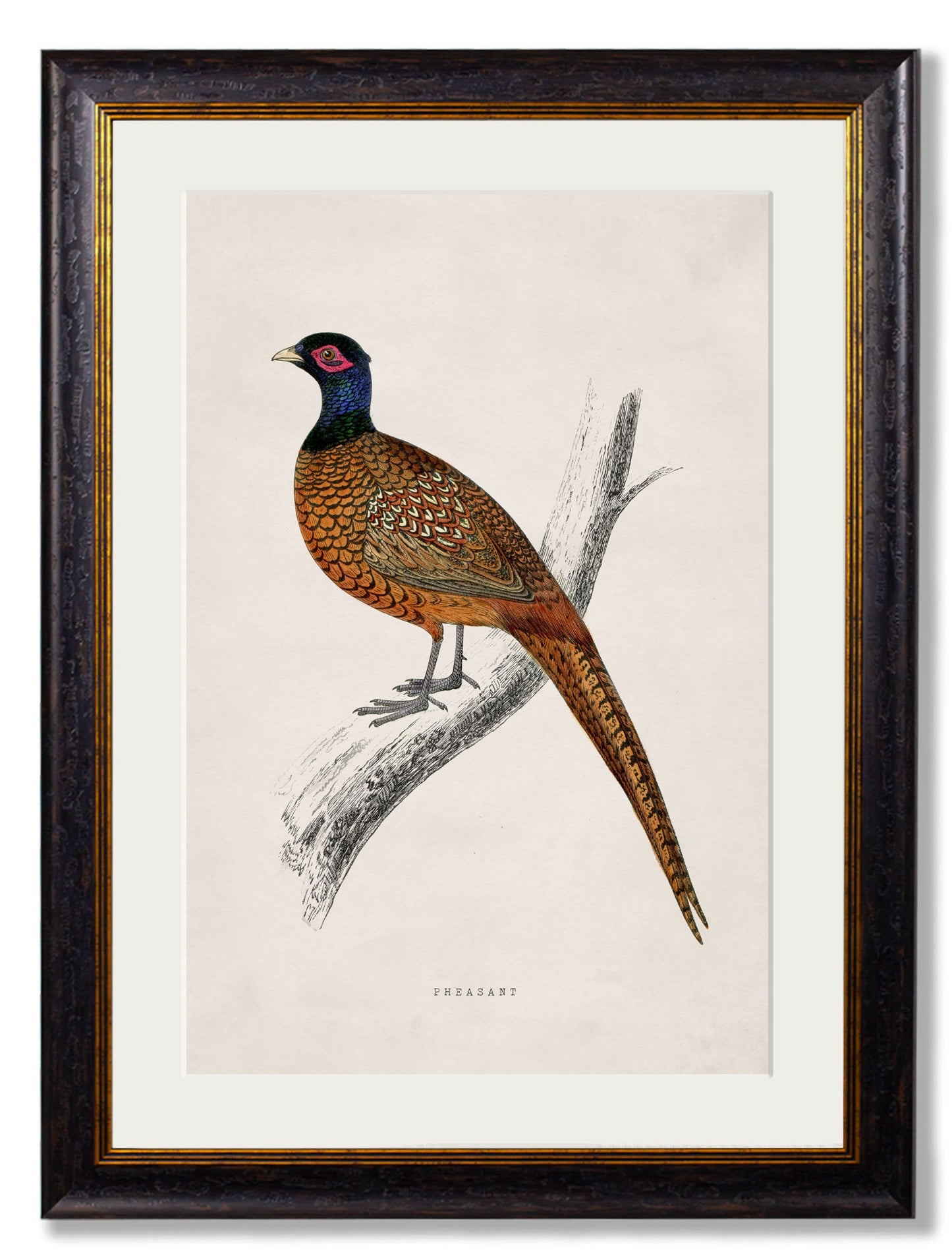 c.1850's Pheasant