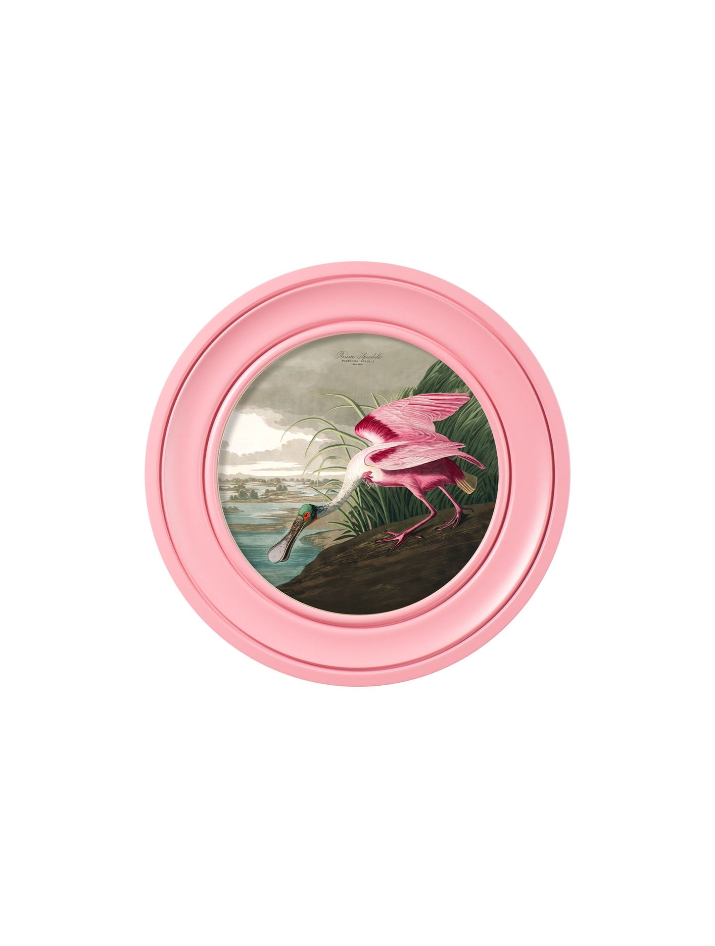 c.1838 Audubon's Spoonbill in Pink Frame