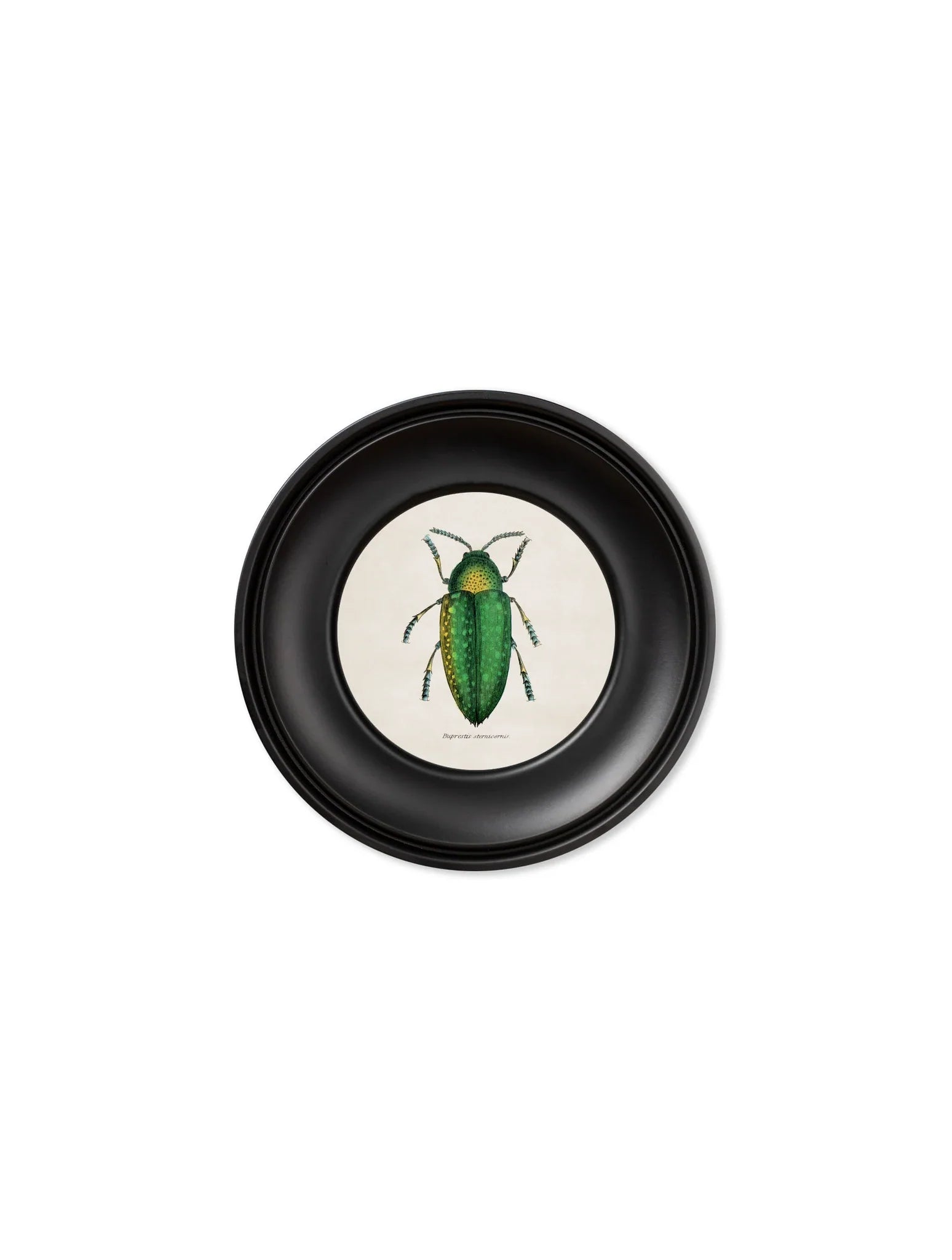 C.1835 Collection of Beetles in  Mini Round Frames for sale - Woodcock and Cavendish