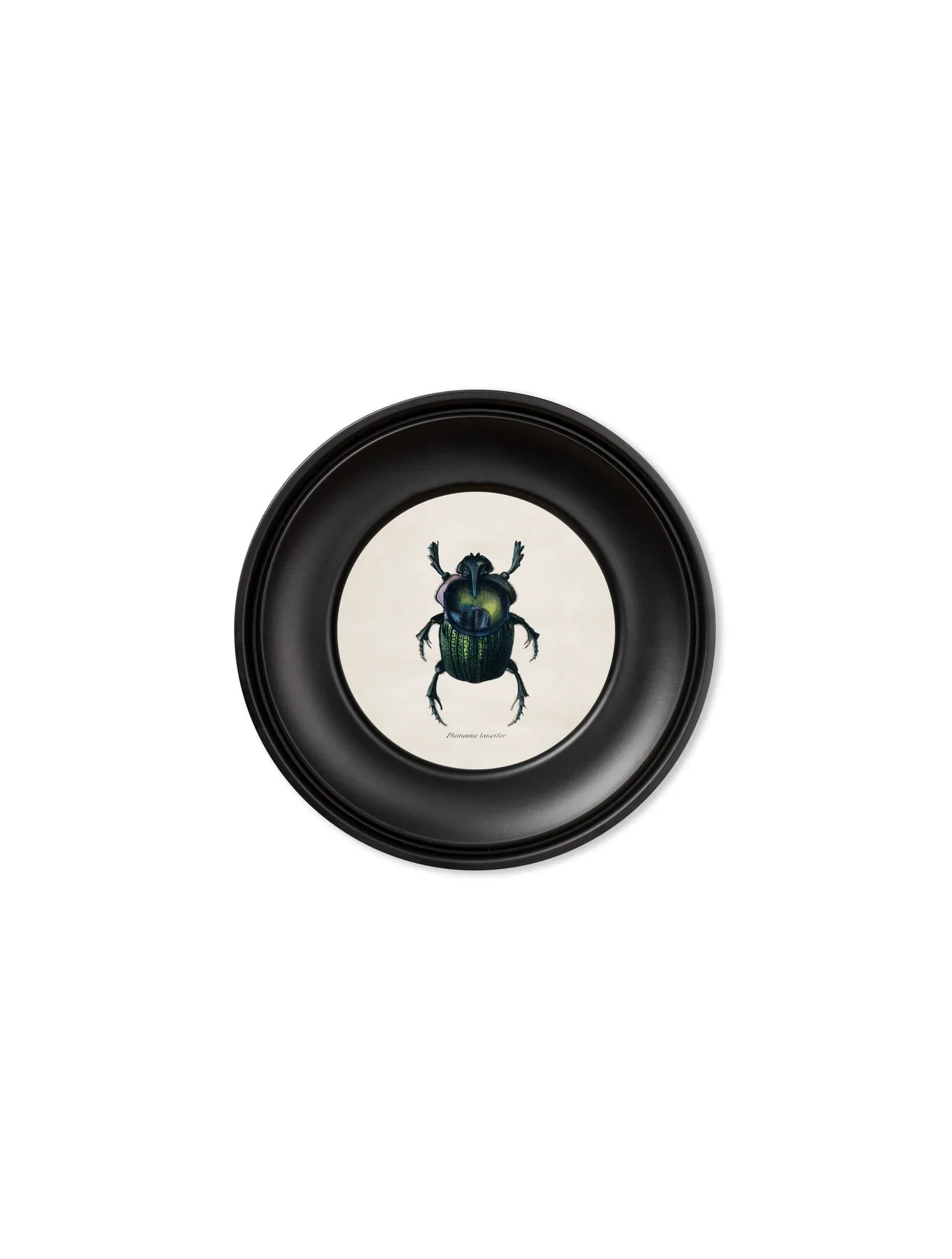 C.1835 Collection of Beetles in  Mini Round Frames for sale - Woodcock and Cavendish