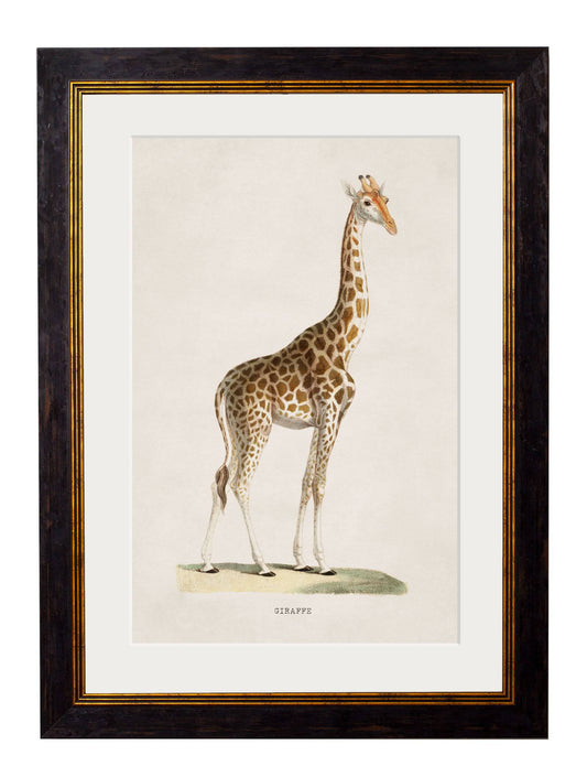 C.1836 Giraffe for sale - Woodcock and Cavendish