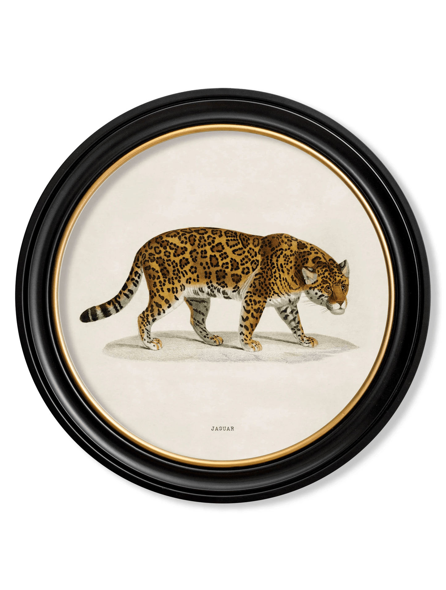 C.1836 Jaguar - Round Frame for sale - Woodcock and Cavendish