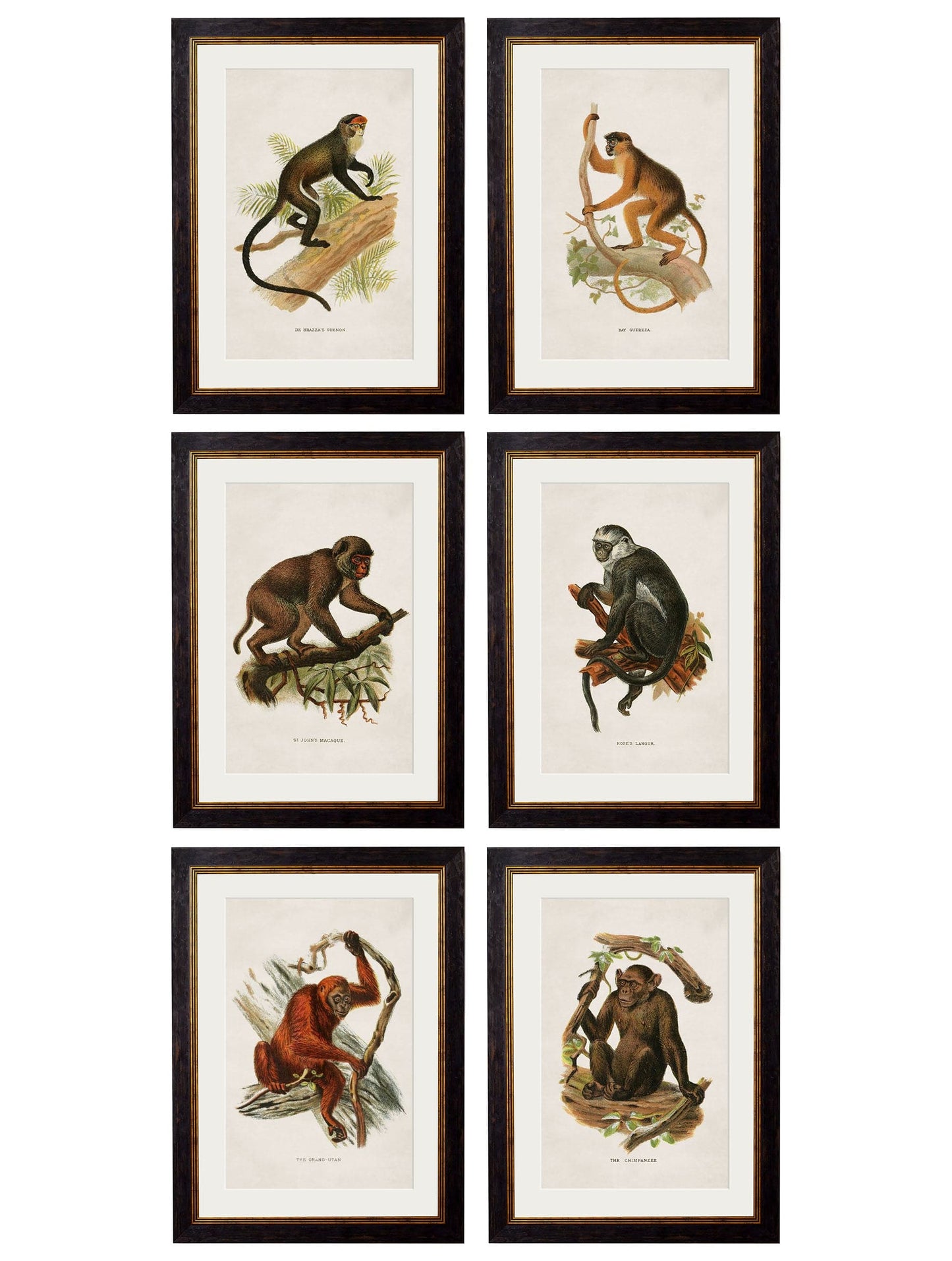 C.1910 Collection of Primates for sale - Woodcock and Cavendish