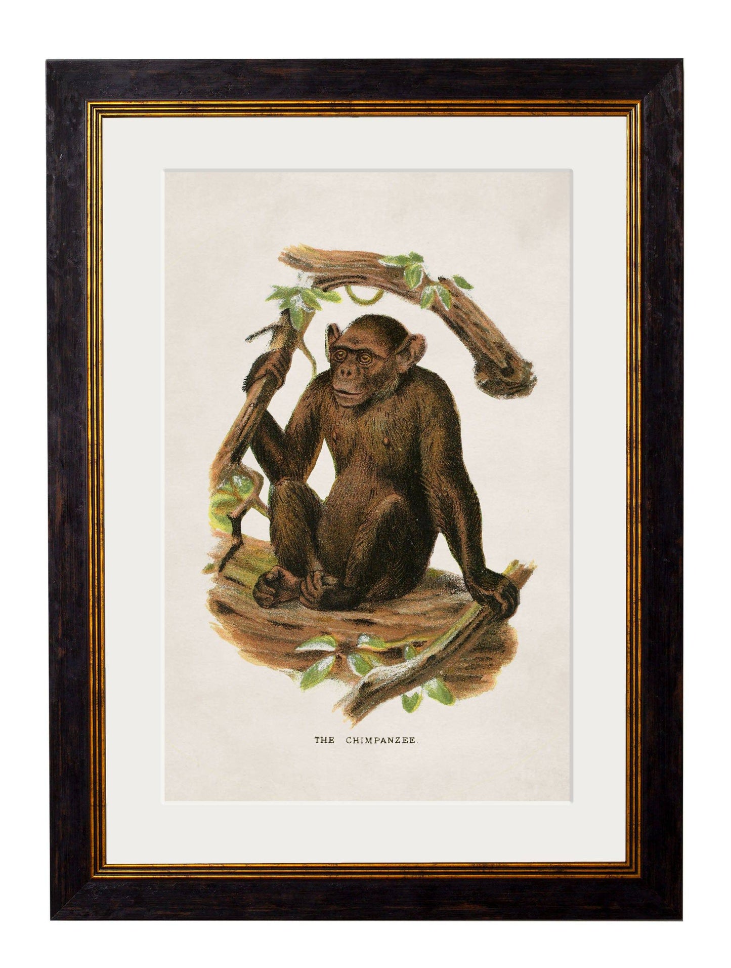 C.1910 Collection of Primates for sale - Woodcock and Cavendish