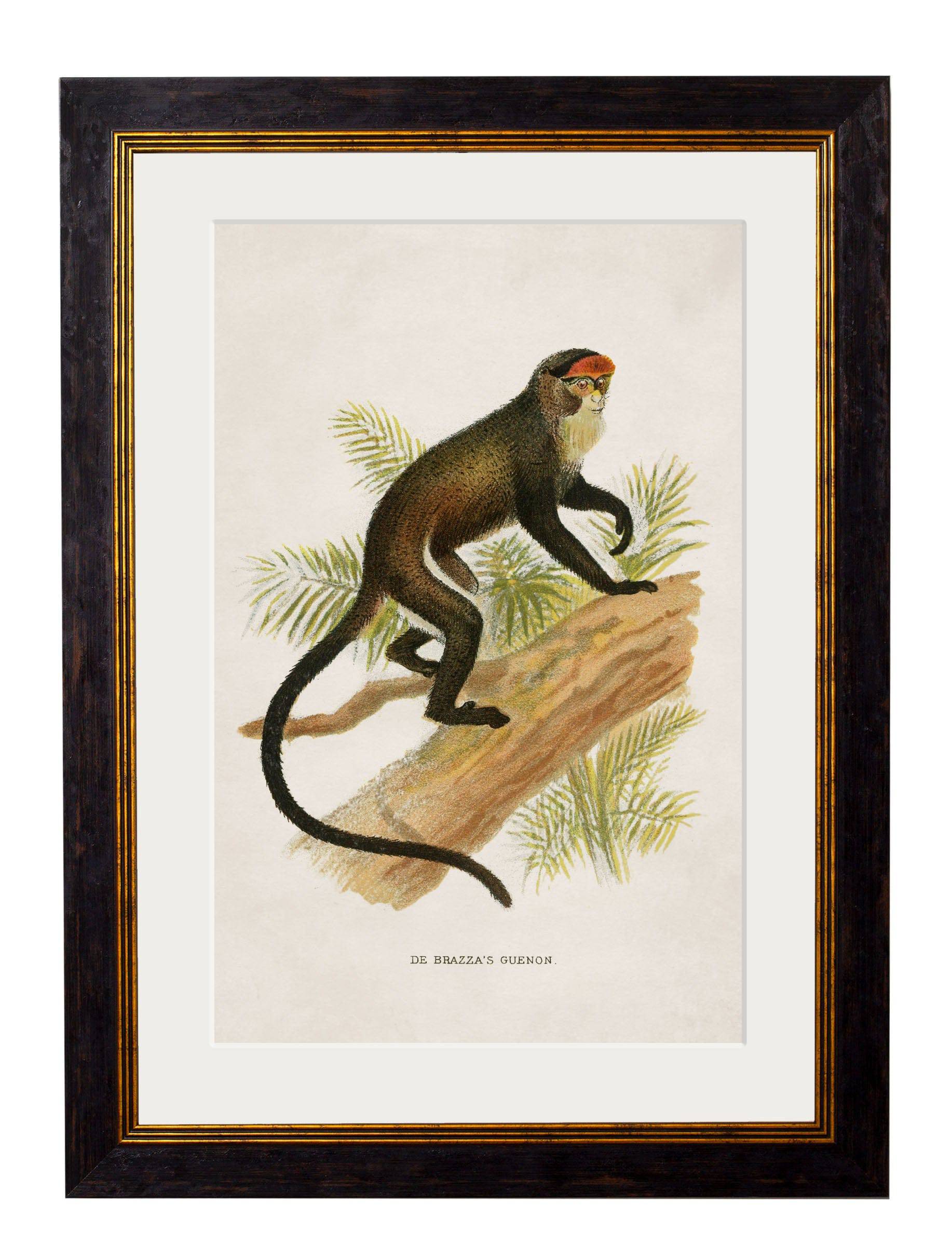 C.1910 Collection of Primates for sale - Woodcock and Cavendish