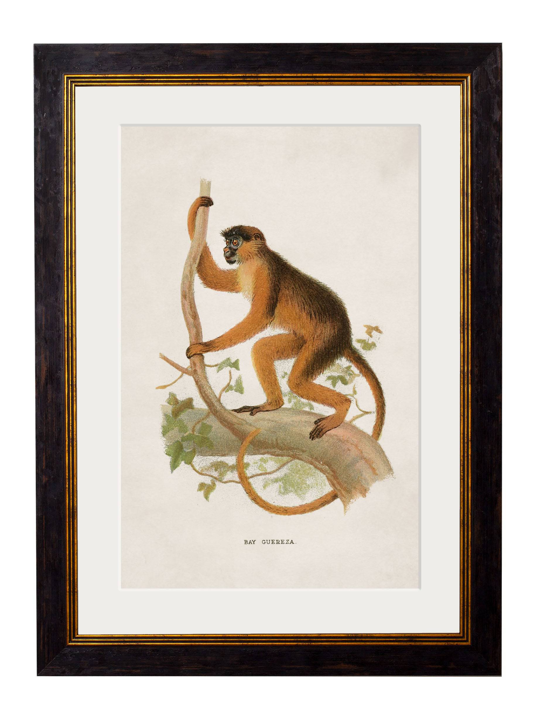 C.1910 Collection of Primates for sale - Woodcock and Cavendish