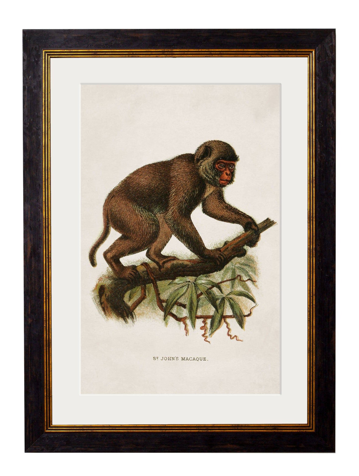 C.1910 Collection of Primates for sale - Woodcock and Cavendish