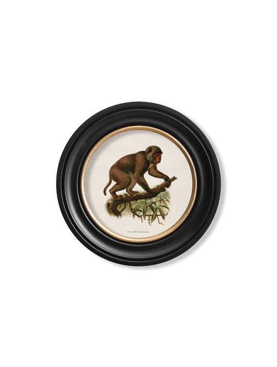 C.1910 Collection of Primates in Round Frame for sale - Woodcock and Cavendish