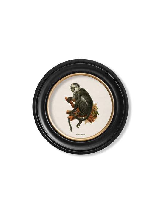 C.1910 Collection of Primates in Round Frame for sale - Woodcock and Cavendish