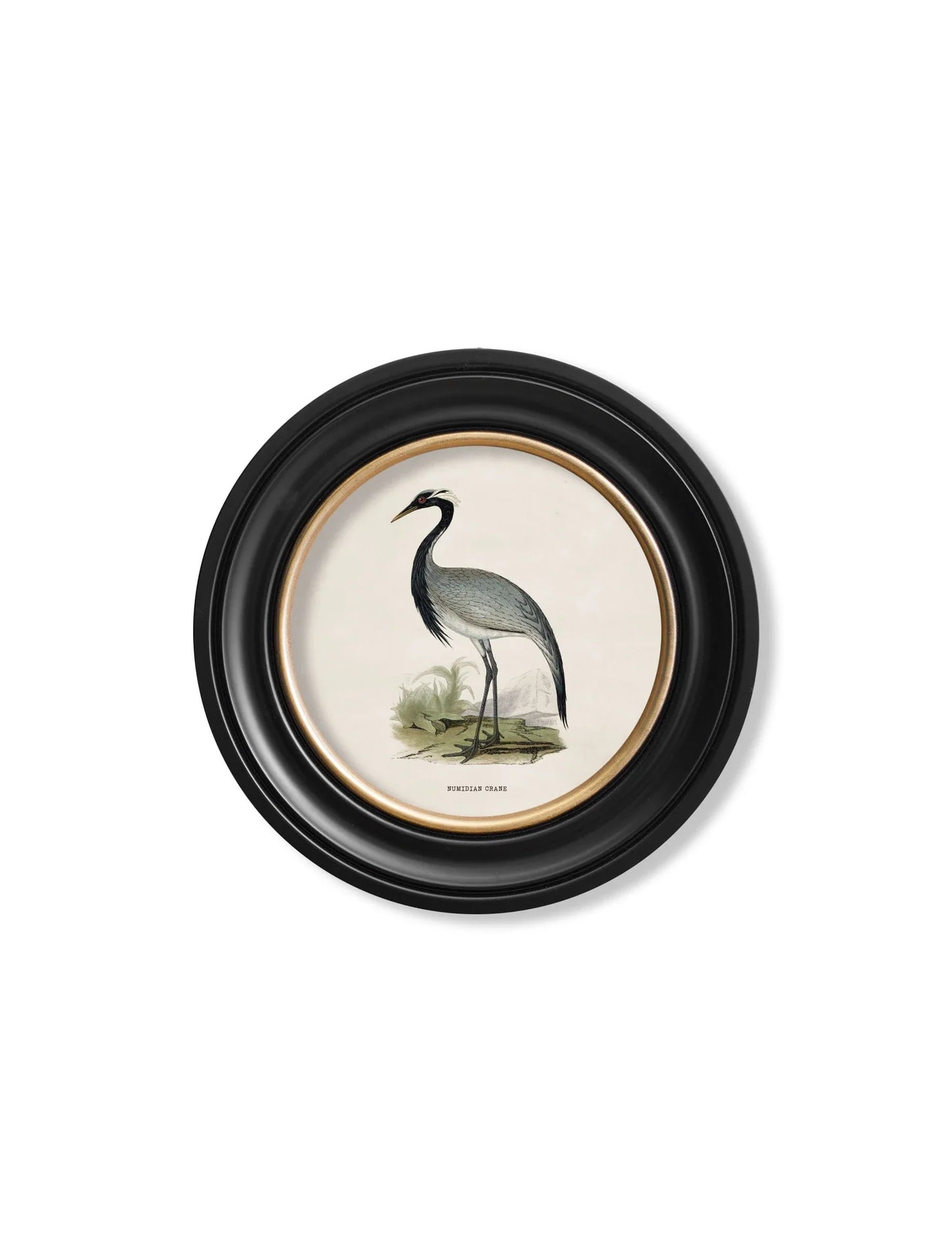 C.1870 Wading Birds in Round Frames for sale - Woodcock and Cavendish